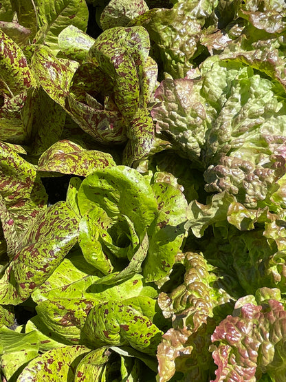 Seeds:‎ Lettuce - Freckles