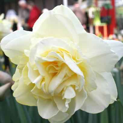 Daffodil bulb: Ice King