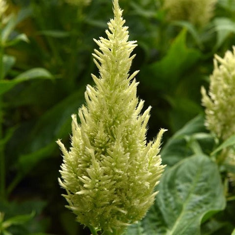 Celosia, Icy Pale Green - Sugar Moon Gardens