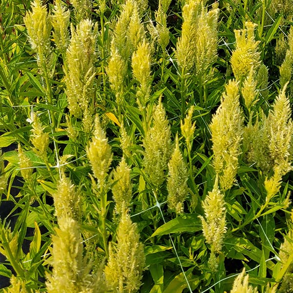 Celosia, Icy Pale Green - Sugar Moon Gardens