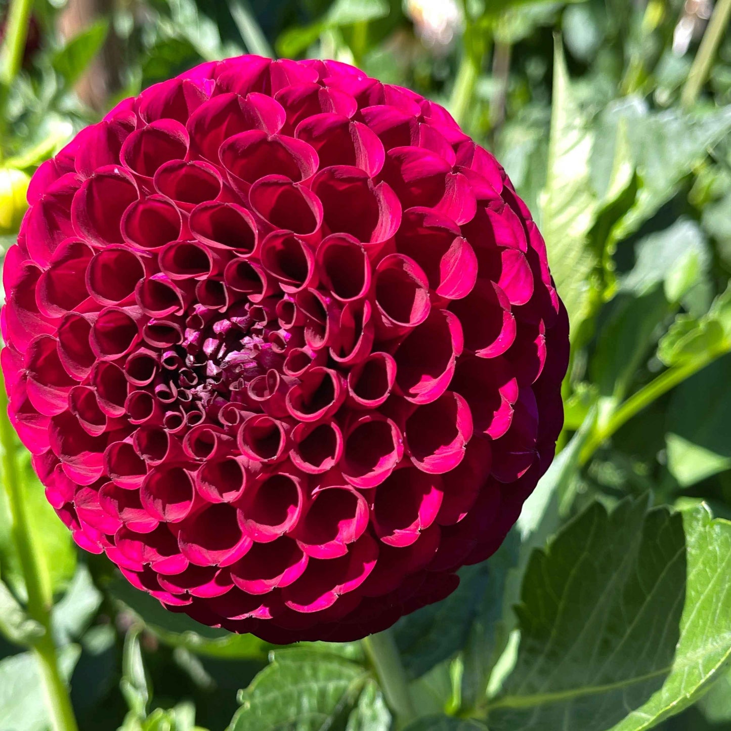 Dahlia Tuber: Irish Blackberry - Sugar Moon Gardens