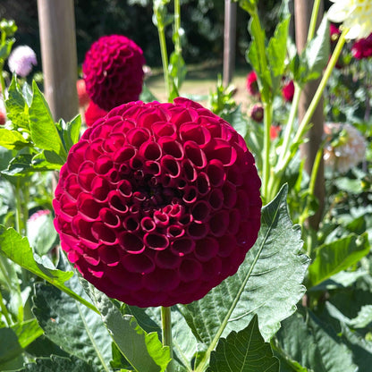 Dahlia Tuber: Irish Blackberry - Sugar Moon Gardens