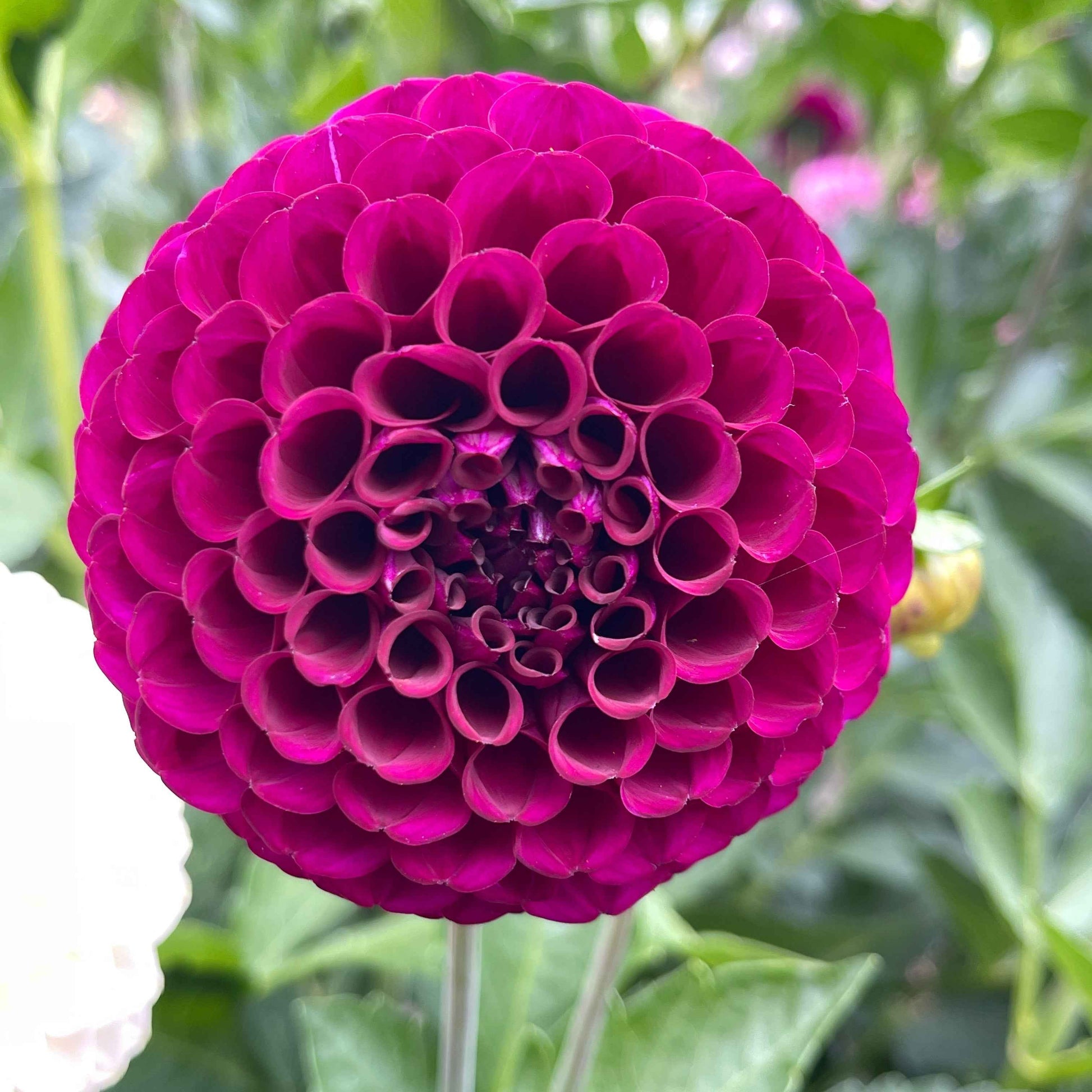 Dahlia Tuber: Irish Blackberry - Sugar Moon Gardens