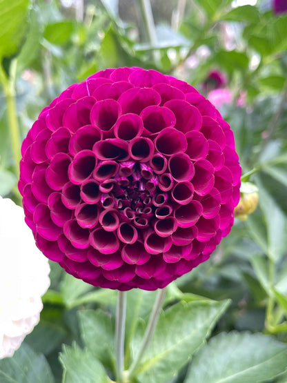 Seeds: Dahlia Mix - Balls