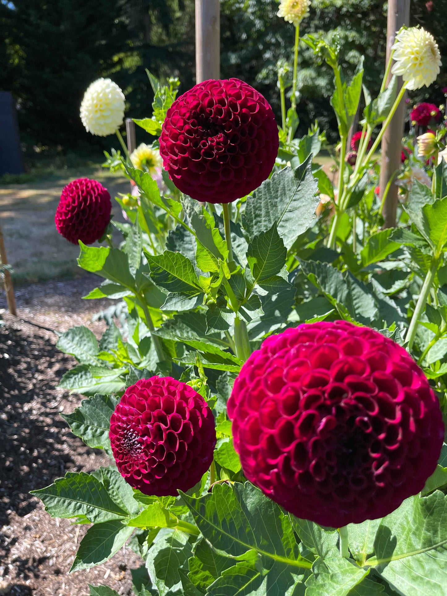 Dahlia Tuber: Irish Blackberry - Sugar Moon Gardens