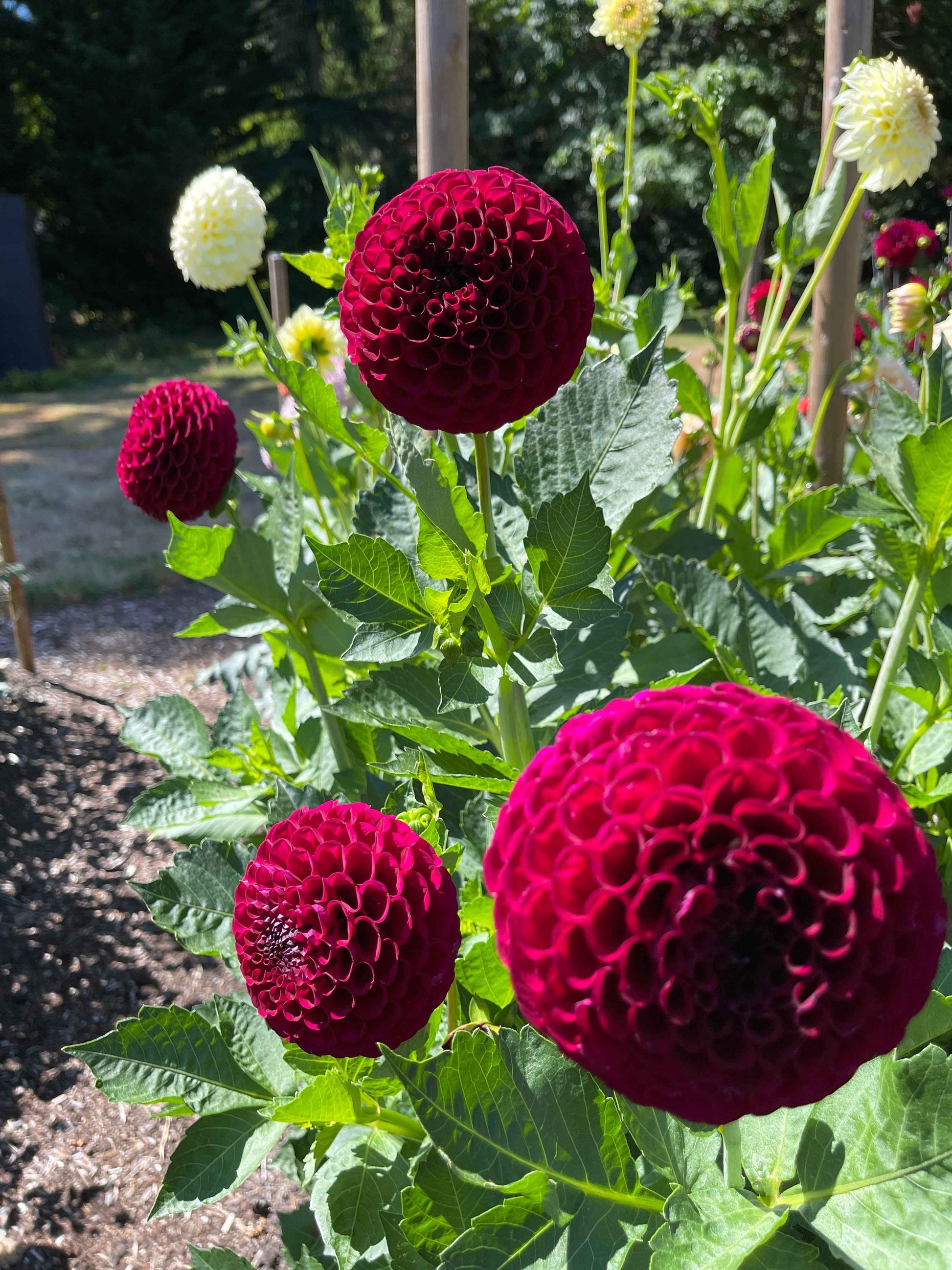 Dahlia Tuber: Irish Blackberry - Sugar Moon Gardens