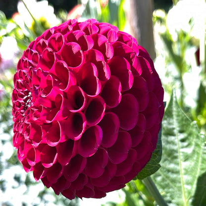 Dahlia Tuber: Irish Blackberry - Sugar Moon Gardens
