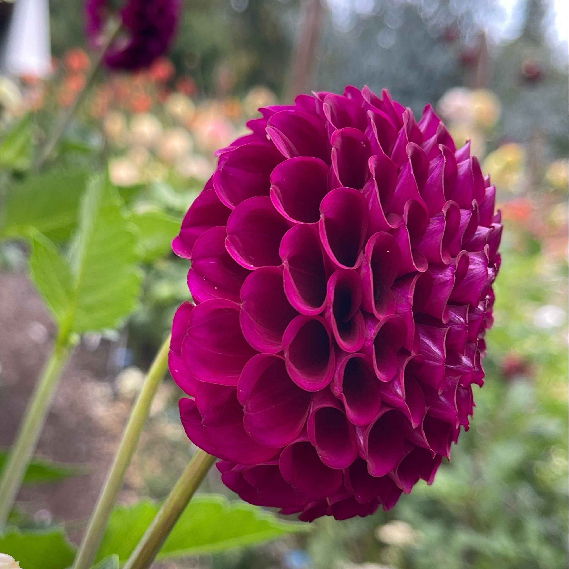 Dahlia Tuber: Irish Blackberry - Sugar Moon Gardens