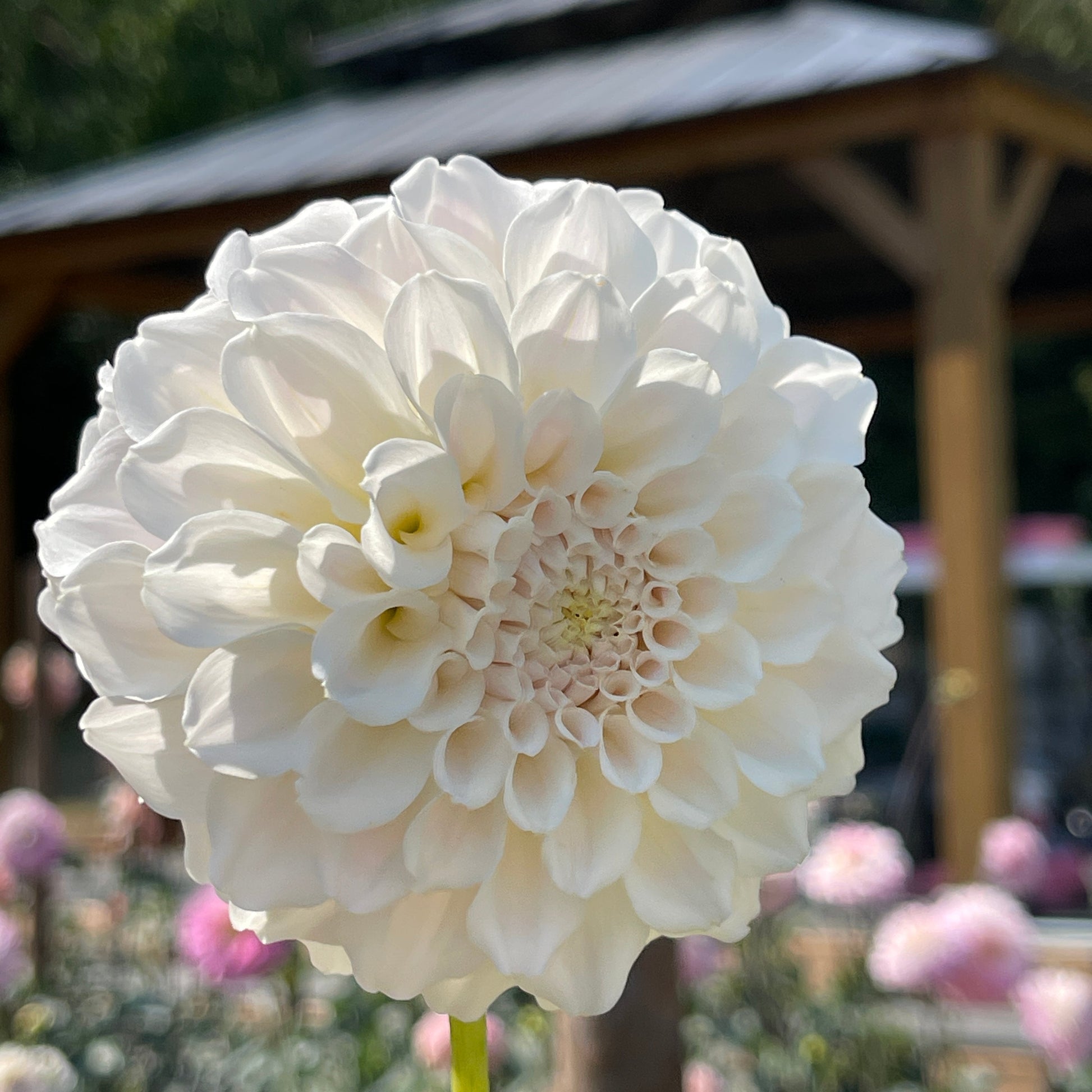 Dahlia Tuber: Irish Ruffles - Sugar Moon Gardens