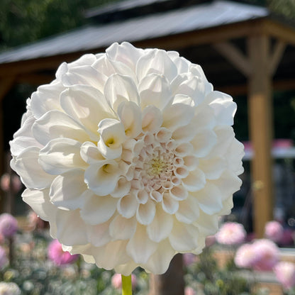 Dahlia Tuber: Irish Ruffles - Sugar Moon Gardens
