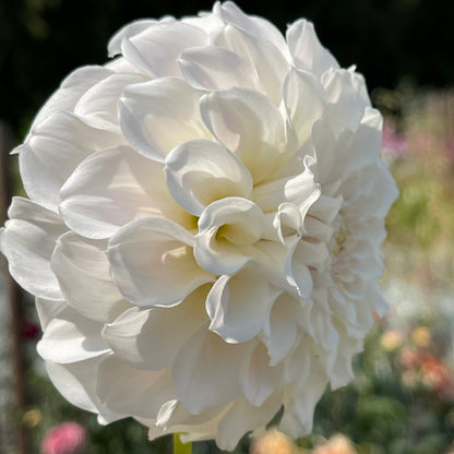 Dahlia Tuber: Irish Ruffles - Sugar Moon Gardens