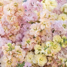 Stock Iron Pastels Mix - Sugar Moon Gardens