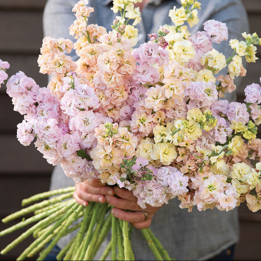 Stock Iron Pastels Mix - Sugar Moon Gardens