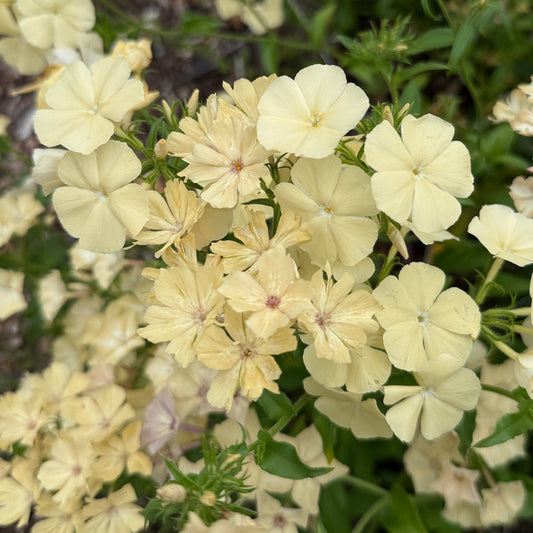 Phlox Isballina - Sugar Moon Gardens