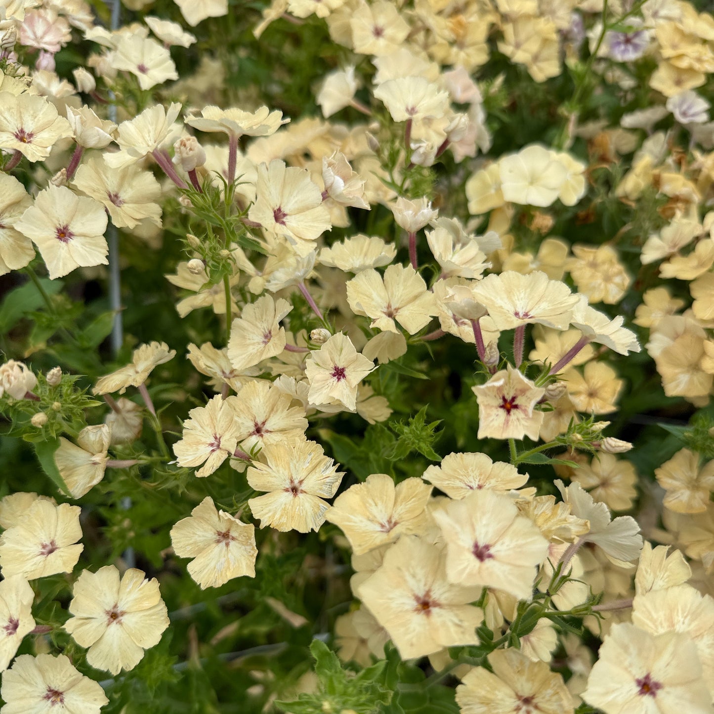 Phlox Isballina - Sugar Moon Gardens