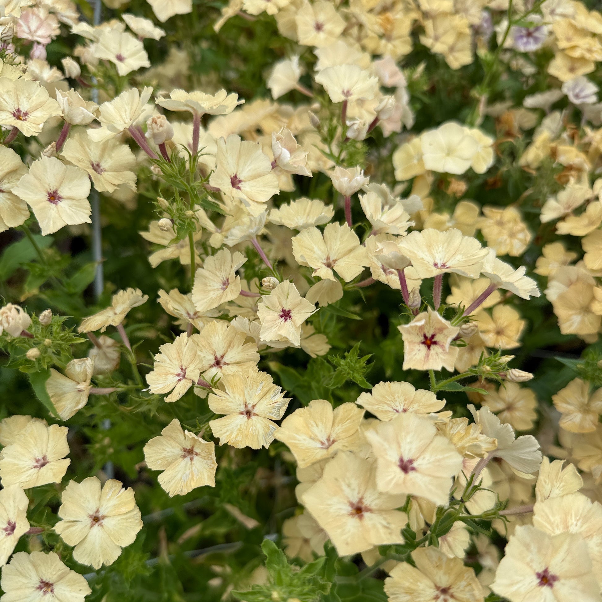 Phlox Isballina - Sugar Moon Gardens