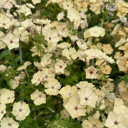Phlox Isballina - Sugar Moon Gardens