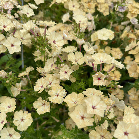 Phlox Isballina - Sugar Moon Gardens