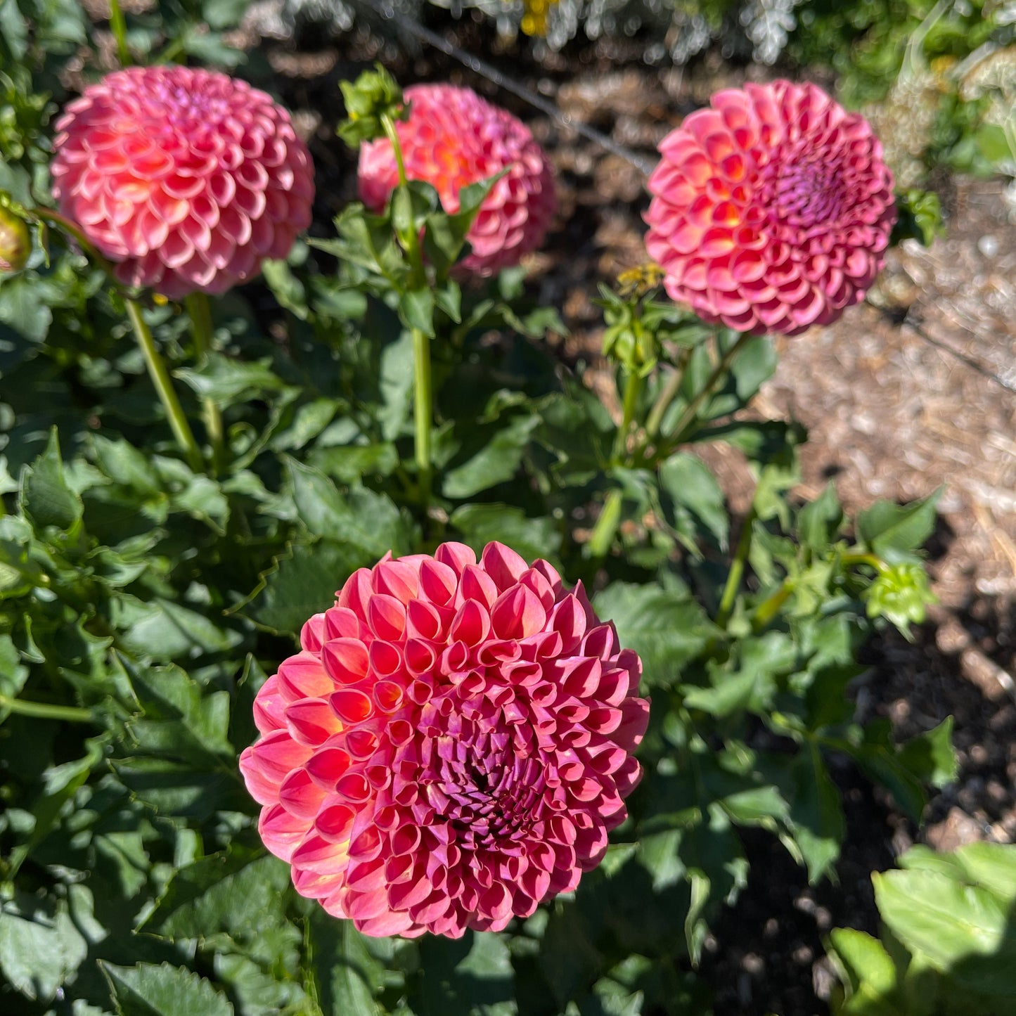 Dahlia Tuber: Jowey Winnie - Sugar Moon Gardens