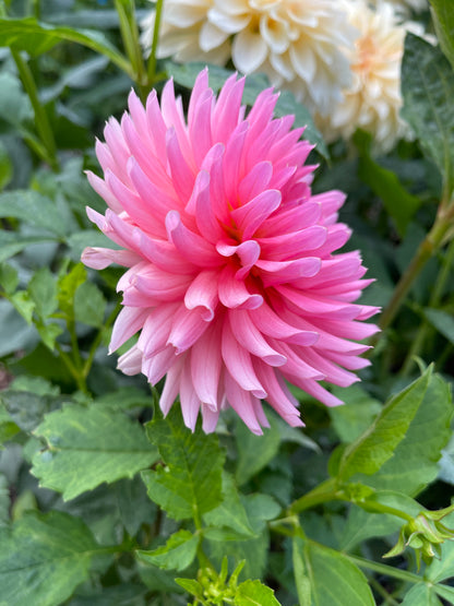Dahlia Tuber:‎ SC-JBLE