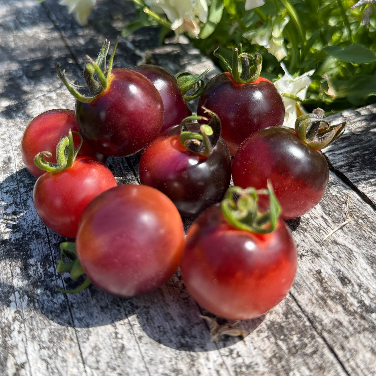Seeds: Tomato - Just Can't Get Enough, Sugar Moon Gardens