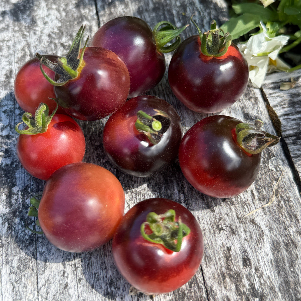 Seeds: Tomato - Just Can't Get Enough, Sugar Moon Gardens