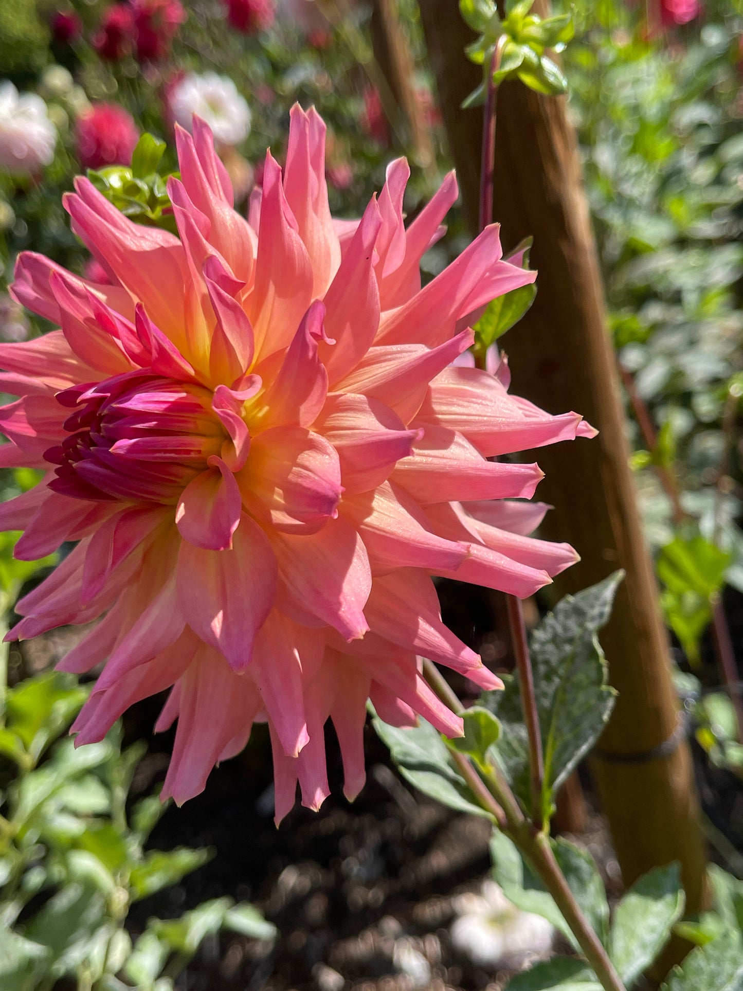 Dahlia Tuber:‎ㅤJust Peachy