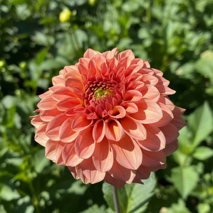 Dahlia Tuber: Guava (SC-GVA) - Sugar Moon Gardens