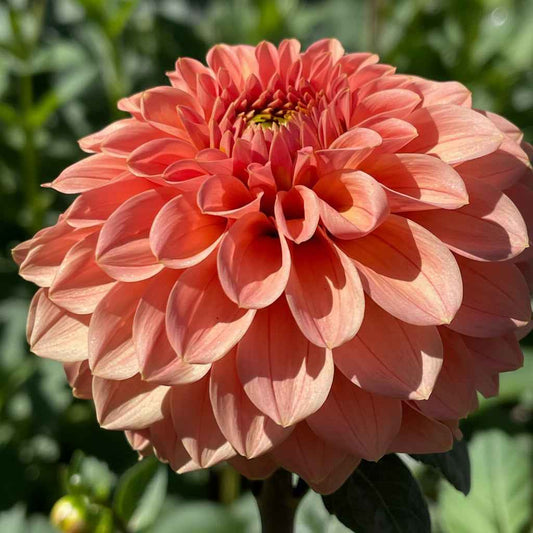 Dahlia Tuber: Guava (SC-GVA) - Sugar Moon Gardens