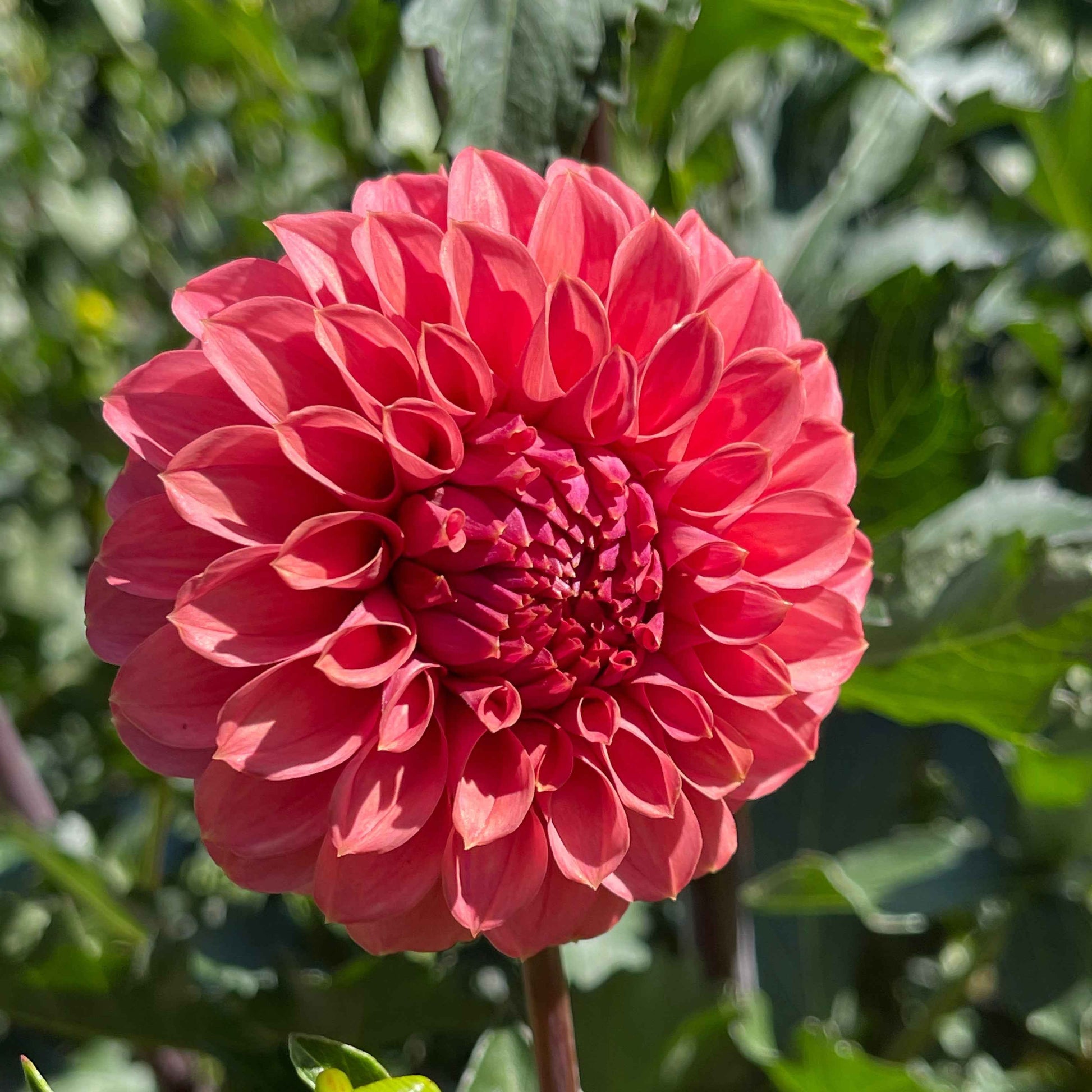 Dahlia Tuber: Keltie Rose