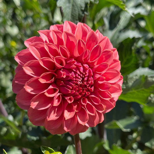 Dahlia Tuber: Keltie Rose