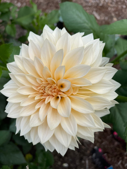 Dahlia Tuber:‎ SC-MAMA (limit 1)