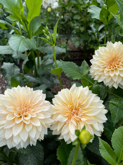 Dahlia Tuber:‎ SC-MAMA (limit 1)