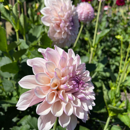 Dahlia Tuber: Pearl (SC-PRL) - Sugar Moon Gardens