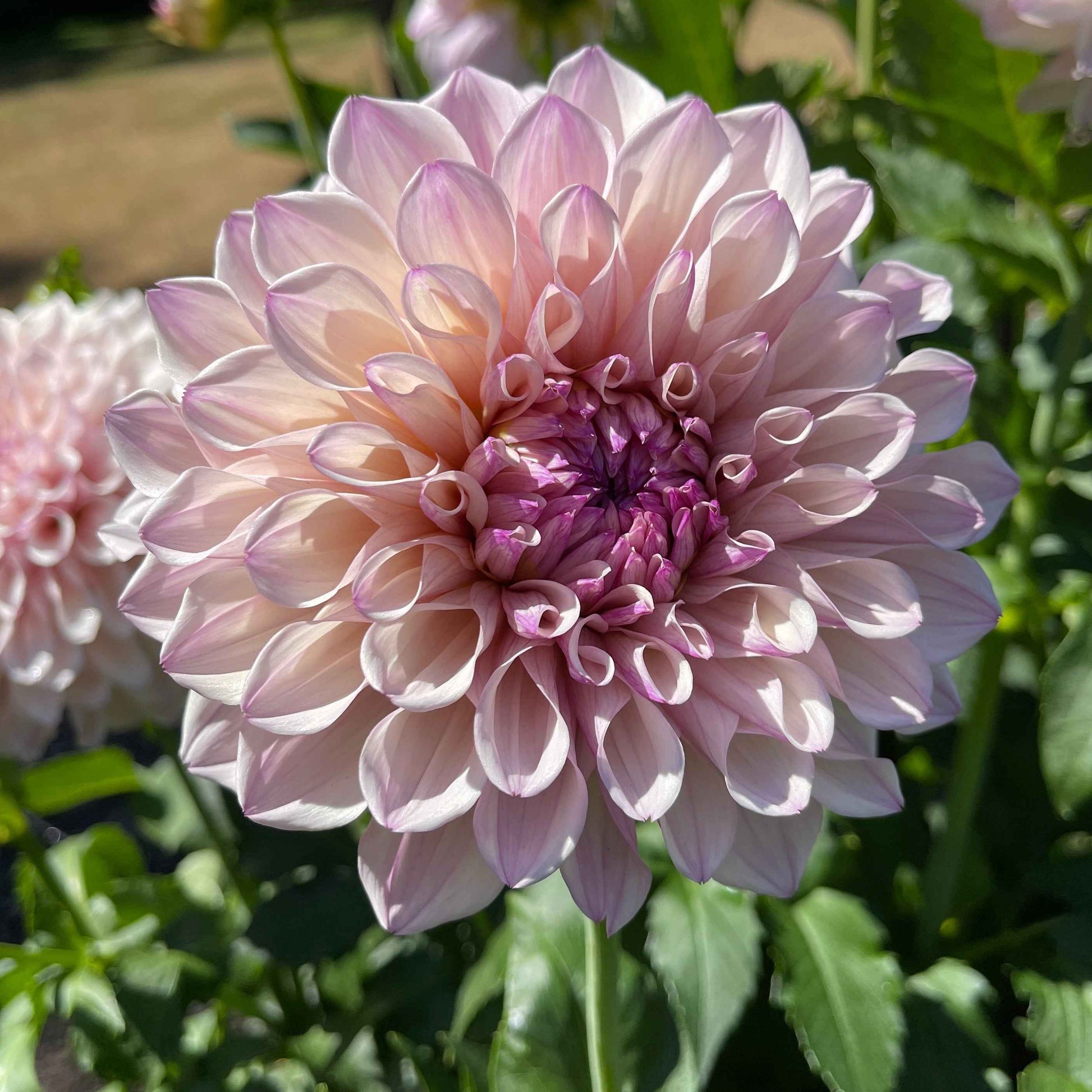 Dahlia Tuber: Pearl (SC-PRL) - Sugar Moon Gardens