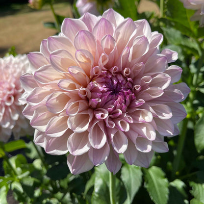 Dahlia Tuber: Pearl (SC-PRL) - Sugar Moon Gardens