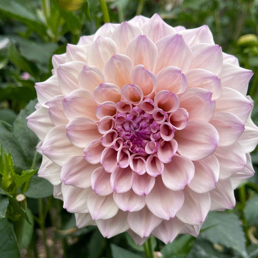 Dahlia Tuber: Pearl (SC-PRL) - Sugar Moon Gardens