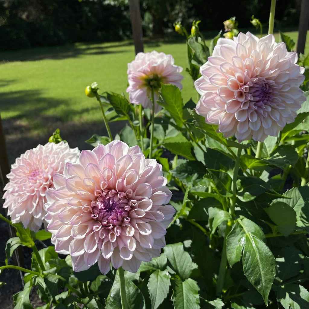 Dahlia Tuber: Pearl (SC-PRL) - Sugar Moon Gardens