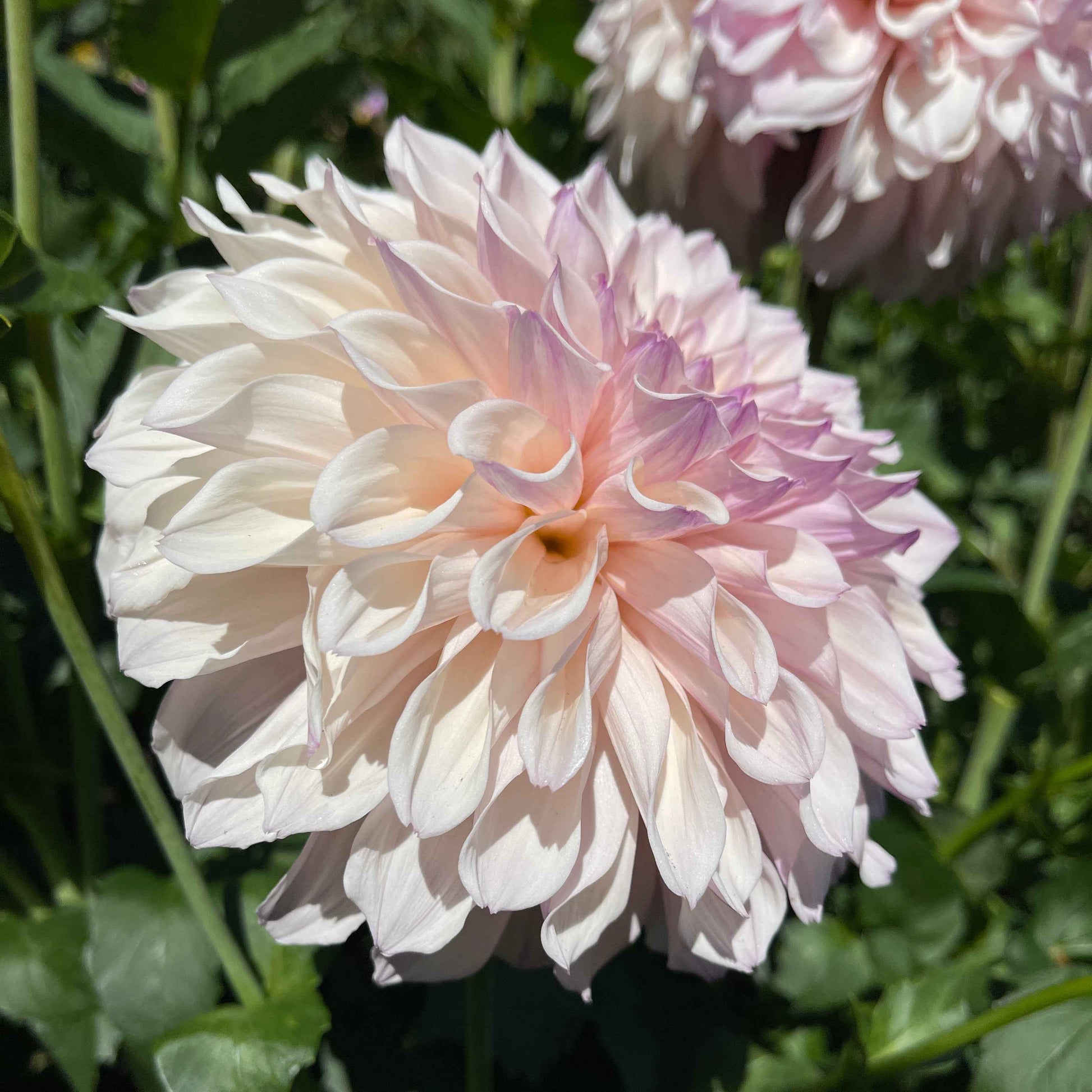 Dahlia Tuber: Pearl (SC-PRL) - Sugar Moon Gardens