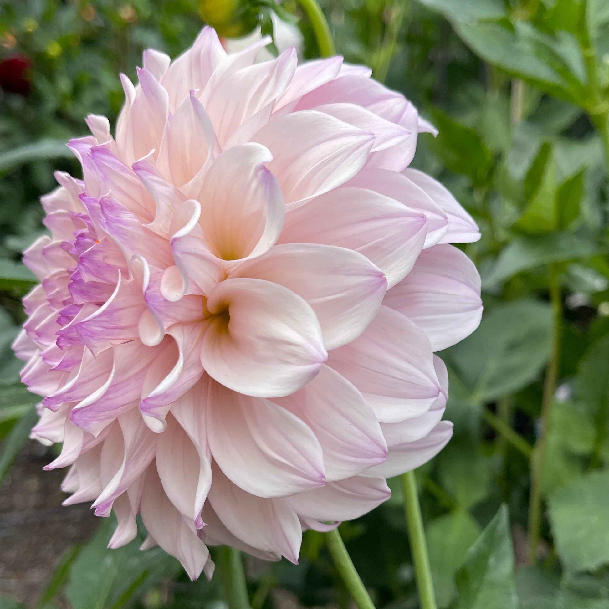 Dahlia Tuber: Pearl (SC-PRL) - Sugar Moon Gardens