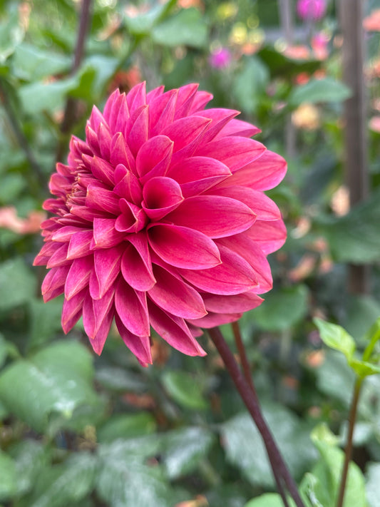 Dahlia Tuber:‎‎ SC-REJ