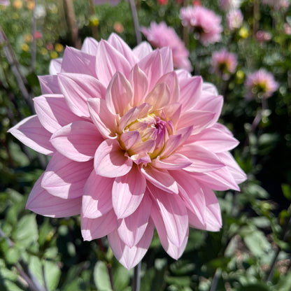 Dahlia Tuber: Karma Prospero - Sugar Moon Gardens