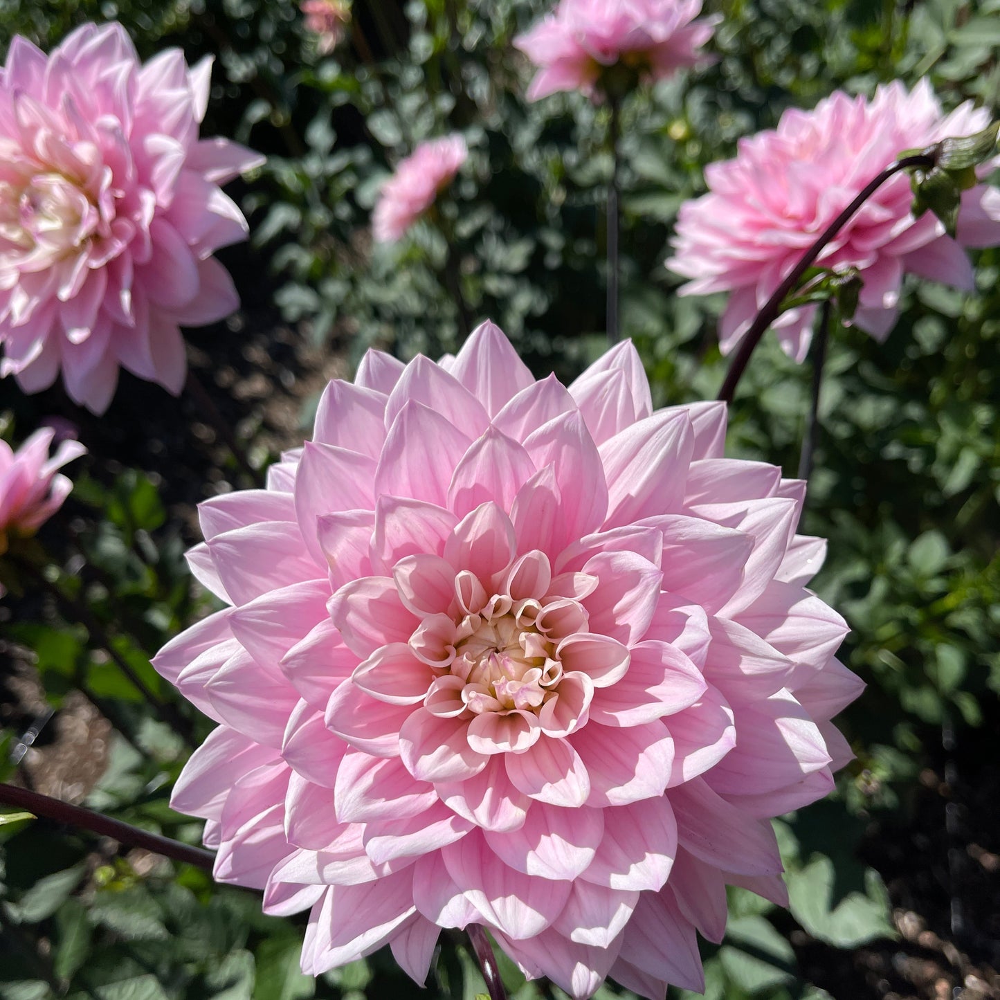 Dahlia Tuber: Karma Prospero - Sugar Moon Gardens