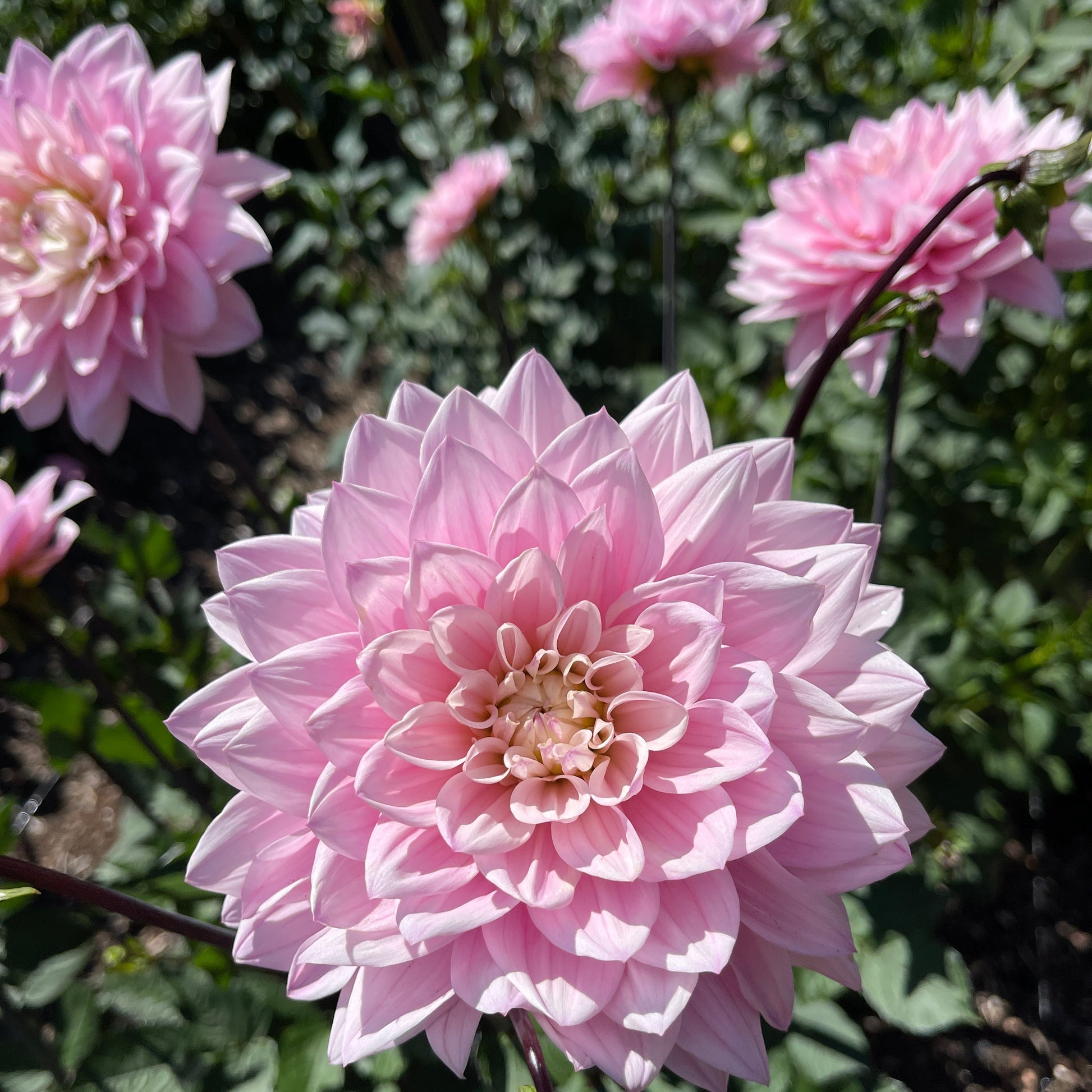 Dahlia Tuber: Karma Prospero - Sugar Moon Gardens