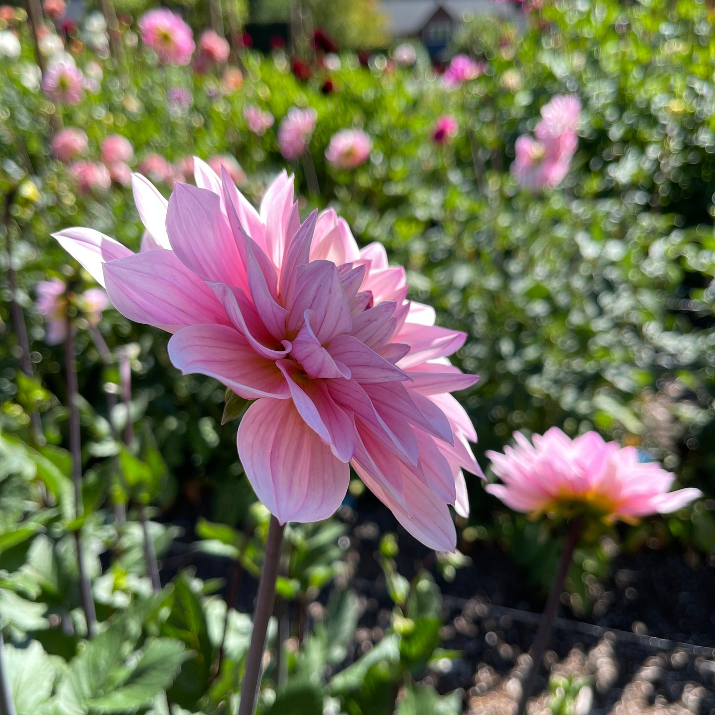 Dahlia Tuber: Karma Prospero - Sugar Moon Gardens