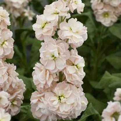 Stock - Katz Apricot