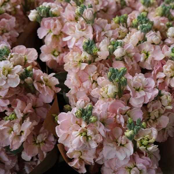 Stock - Katz Apricot