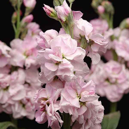 Stock - Katz Cherry Blossom