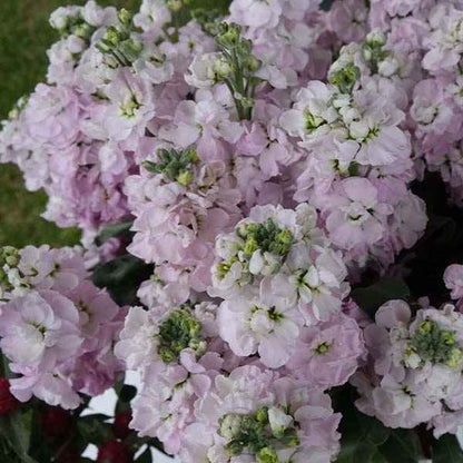 Stock - Katz Cherry Blossom