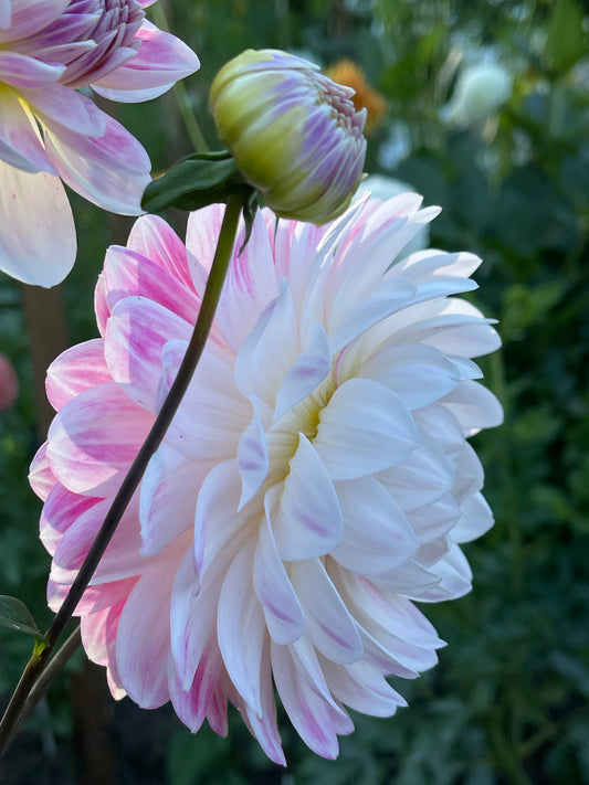 Dahlia Tuber:‎ Kelgai Ann (limit 1)